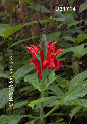 Pachystachys coccinea